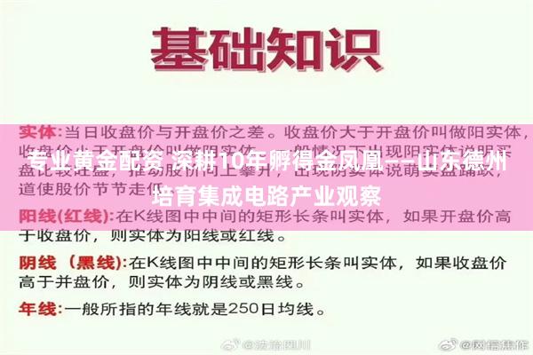 专业黄金配资 深耕10年孵得金凤凰——山东德州培育集成电路产业观察